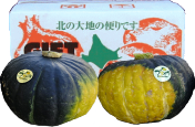かぼちゃ　プリメラ
